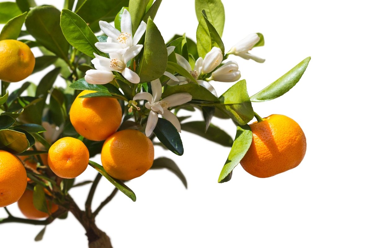 Benefits of Orange Essential Oil - Cliganic