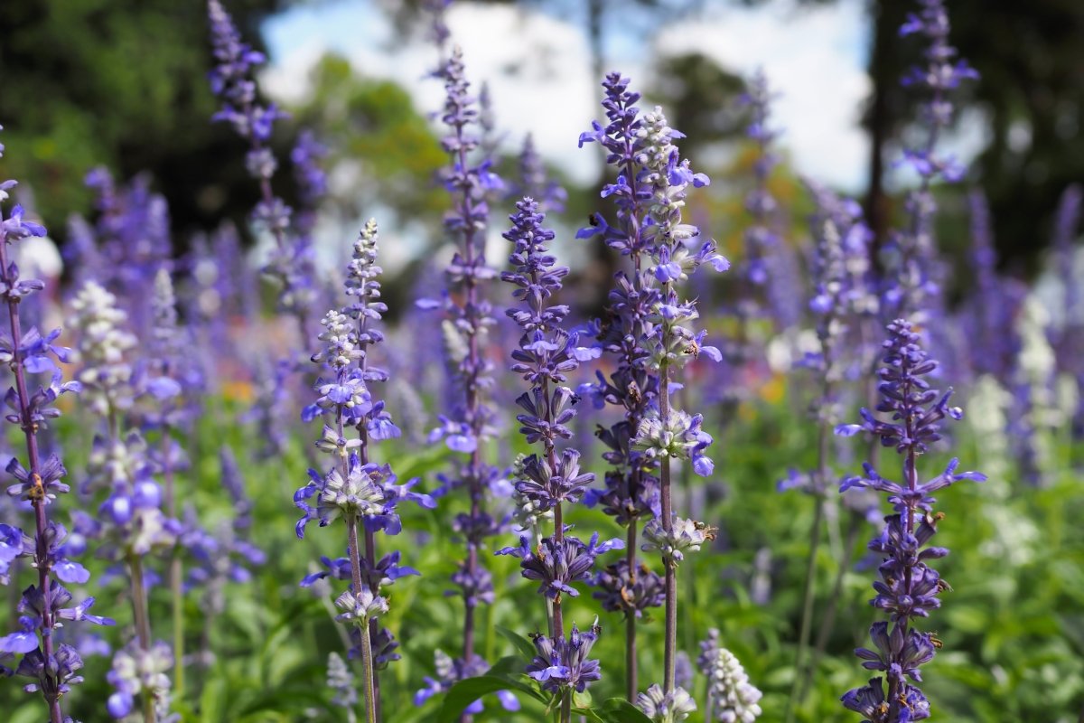 Get to Know Lavender Essential Oil - Cliganic
