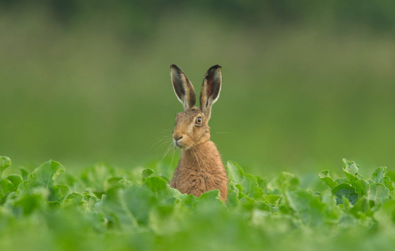 rabbit in a field