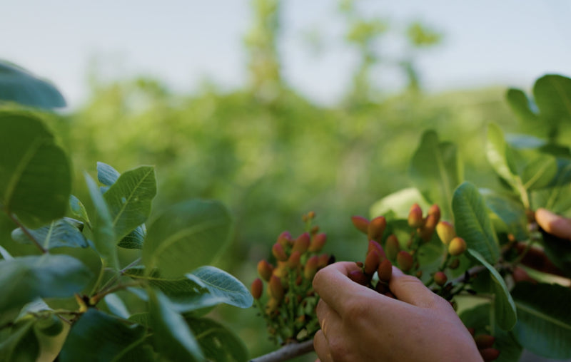 Picking natural ingredients in a field