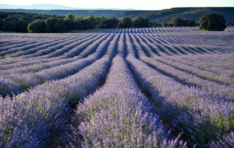 Field of lavender