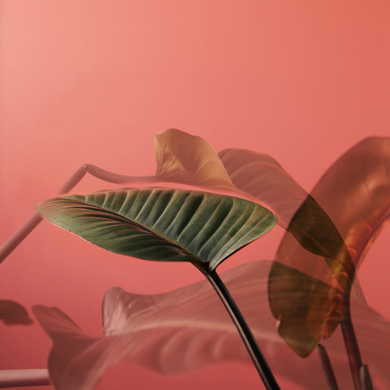 Abstract image of plants
