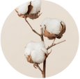cotton plant