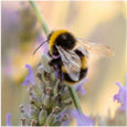 picture of a bee
