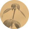 Cliganic