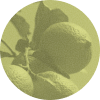 Cliganic