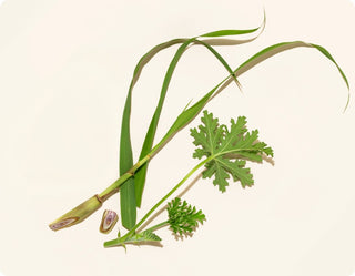 Cliganic