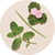 Natural essential oil ingredients used in the Cliganic Refillable Mosquito Repellent Wristband refill cartridges.