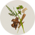 Natural botanical ingredients used in Cliganic Mosquito Repellent Candle, including essential oils and plant extracts.