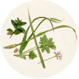 Natural essential oil ingredients used in Cliganic Refillable Mosquito Repellent Clip refill pellets.